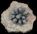 Club Urchin (Firmacidaris) Fossil - Jurassic #39145-5